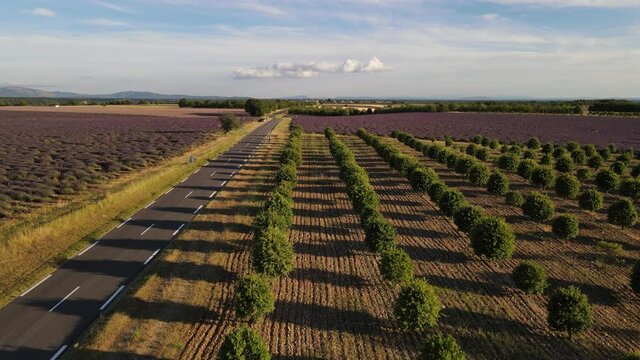 fin de journ&eacute;e au dessus des lavandes - Valensole Alpes-de-Haute-Provence
