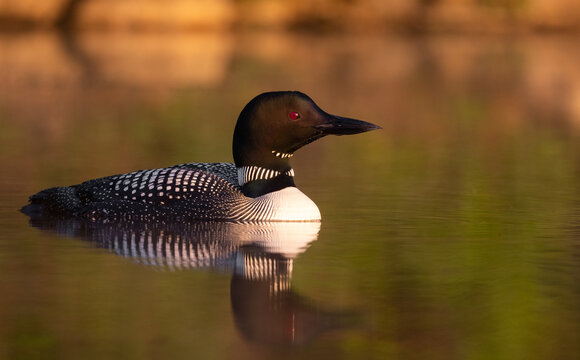 A Common Loon At Sunrise 