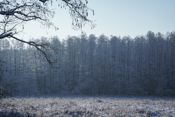 Landscape of winter meadow on the forest background