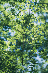 Fototapeta premium green leaves in the forest
