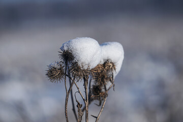 Dry Spiky heads of thistle flowers covered with fluffy snow