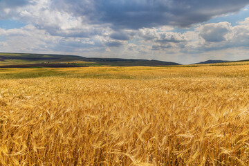 Wheat field in summer mountains of Azerbaijan