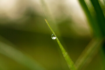 Big water drop Water on green leaf. Beautiful leaf with drops of water. Environment Concept. Photo of rain drops falling from a leaf