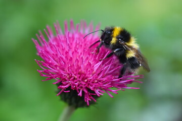 A busy bumble bee foraging on the single standing flower basket of an alpine thistle growing wild....