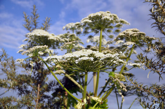 Poisonous Sosnovsky hogweed (Heracleum sosnowskyi), bottom view.