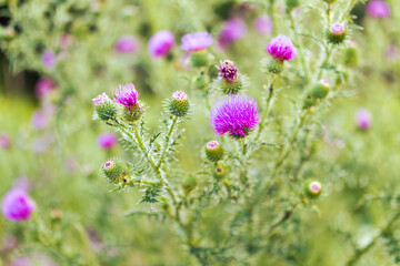 Thistle plants on blurred green background