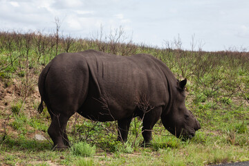 African adult female darl brown rhino whithout horn in South Africa.