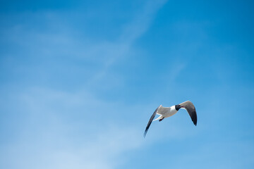 A black-headed gull flies through the air along shore in New Jersey.
