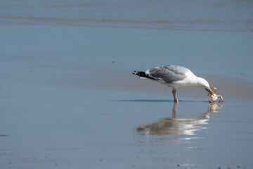 A seagull eats a crab on the beach in New Jersey.