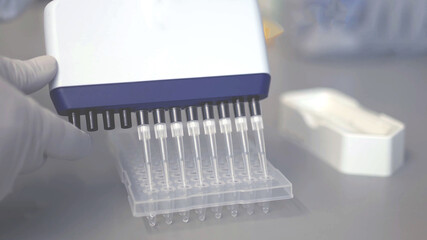 12 channel standard PCR Multichannel pipette with 8 channels pipettes depositing samples into a 96 well microplate or ninety six microtiter plate close up laboratory tests concepts background.