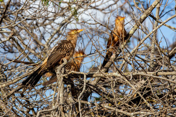 White anu bird (Guira guira) typical of South America and very common in urban areas