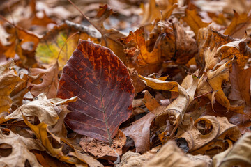 Dry leaves of beech and maple on the ground in autumn park