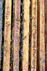 Close up view of the opened hive body showing the frames populated by honey bees.