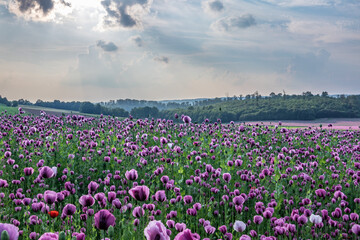 Plakat poppy flowers field in sunshine