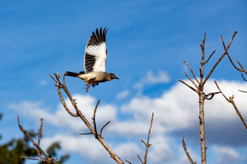 South American spring bird ( Xolmis cinereus) flying with blue sky in the background.