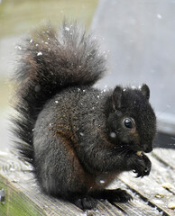 Black (melanistic) Eastern Grey Squirrel munchiing on a peanut in the snow