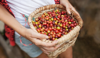 Basket with red ripe coffee beans in a hads of coffee picker at coffee plantation in Colombia....