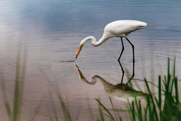 A great egret hunting food in the shallow water