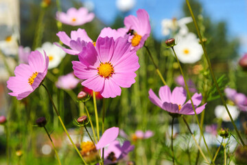 pink flowers on the lawn on a sunny day © Elena