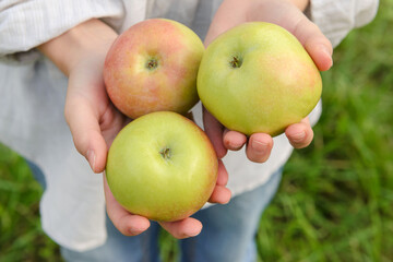 green apples in the hands of a white girl