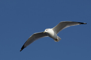 Ringschnabelm&ouml;we / Ring-billed gull / Larus delawarensis.