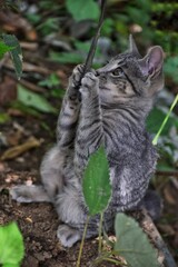 cat in the grass