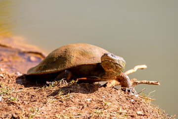 Brazilian bearded turtle very common in the Brazilian wetlands