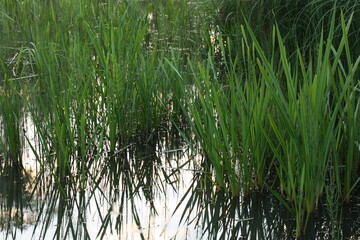 Green grass and its reflection in bolt water