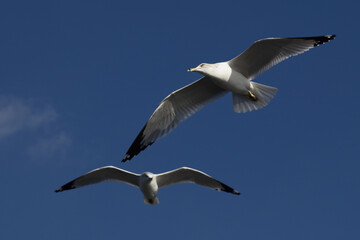 Fototapeta na wymiar Ringschnabelmöwe / Ring-billed gull / Larus delawarensis.