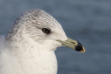 Ringschnabelmöwe / Ring-billed gull / Larus delawarensis
