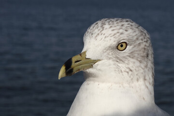 Ringschnabelmöwe / Ring-billed gull / Larus delawarensis