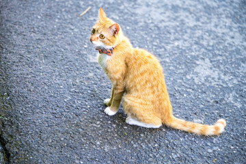 orange tabby cat