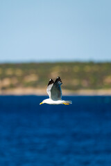 Fototapeta na wymiar Stunning view of a seagull flying over a beautiful, blurred, blue sea during a sunny day. Sardinia, Italy
