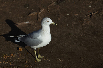 Ringschnabelm&ouml;we / Ring-billed gull / Larus delawarensis