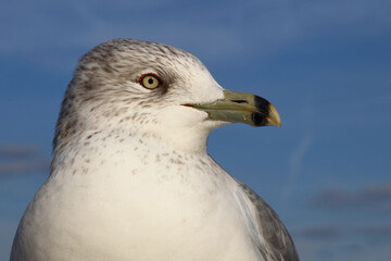 Ringschnabelmöwe / Ring-billed gull / Larus delawarensis