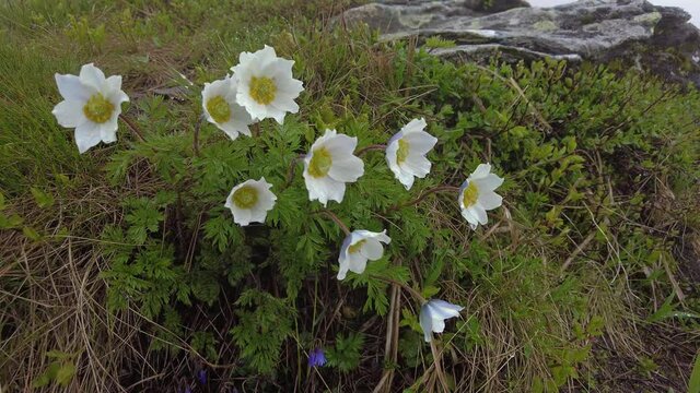 Bush alpine anemone sways in the wind in the highlands of the Ukrainian Carpathians.