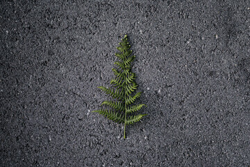 Leaf on asphalt