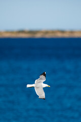 Fototapeta na wymiar Stunning view of a seagull flying over a beautiful, blurred, blue sea during a sunny day. Sardinia, Italy