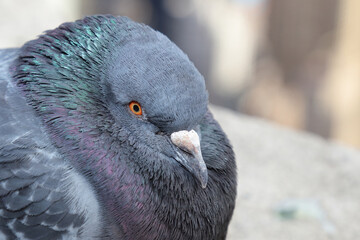 Taube / Dove / Columba