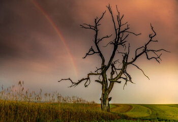 Old tree and rainbow on cloudy sky