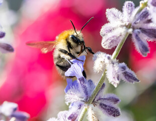A bumble-bee fly around a lavandula flower on a garden.