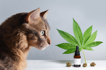 CBD for pets, healthcare and medical about cannabis, hemp, marijuana extract oil and weed, cat on...