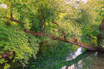 Tree leaning over water.