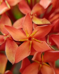 close up of a flower