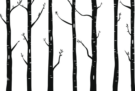 Birch or aspen tree forest design. Seamless vector background with birch forest. Interior wall decoration.