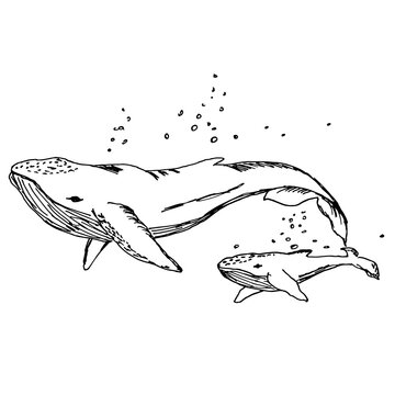 Baby Whale
