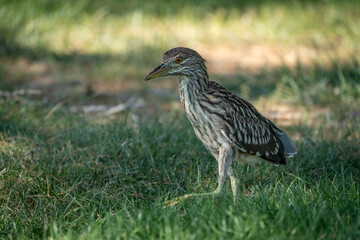 Black Crowned Night Heron