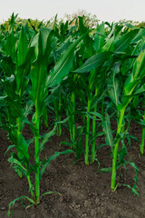 Young shoots of corn planted in a row in a vegetable garden