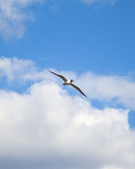 seagull in flight