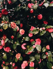 dark and moody pink camellia flowers 